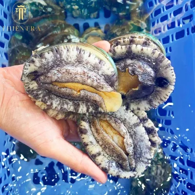 Bào Ngư Hàn Quốc