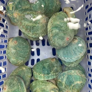 Bào Ngư Xanh Úc