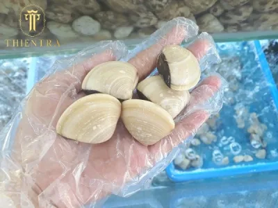 Nghêu Trắng