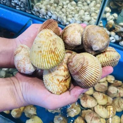 Sò Dương