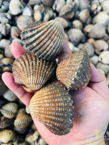 Sò Huyết Cà Mau