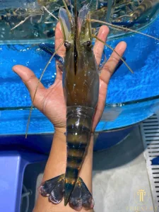Tôm Càng Xanh