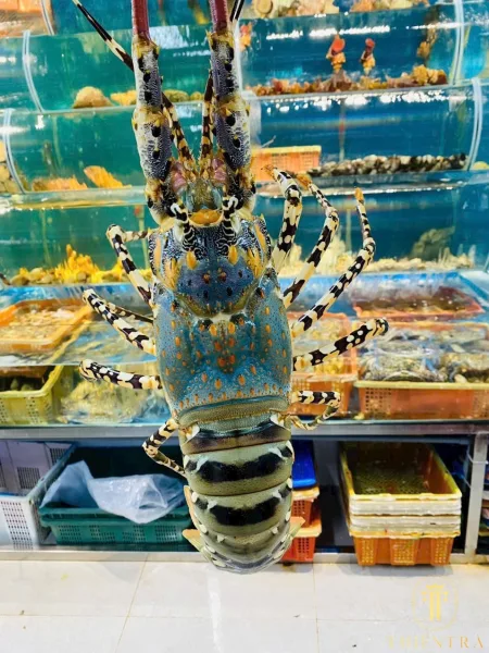 Tôm Hùm Bông Bơi Hồ Sống Khỏe