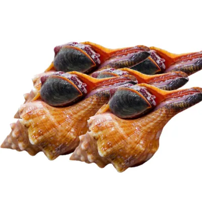 Ốc đỏ gai