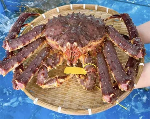 Kingcrab Đỏ Alaska